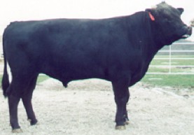 Itoshigefuji TF147